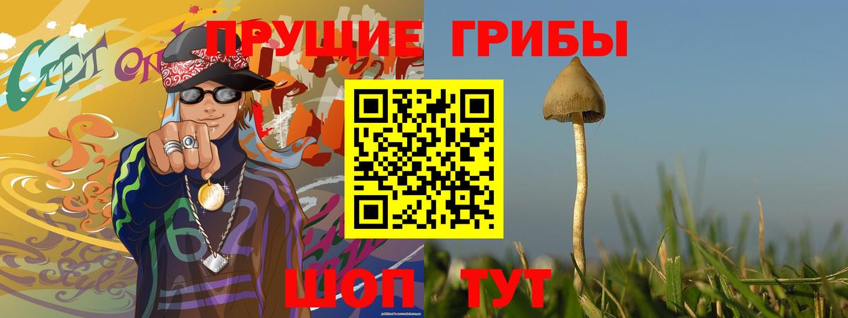 Галлюциногенные грибы Psilocybine cubensis Коряжма